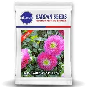 Sarpan Hybrid Aster-Ast-5 Pom Pom (Seeds) 1