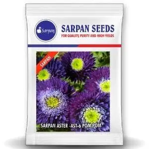 Sarpan Hybrid Aster - Ast-6 Pompom (Seeds) 1
