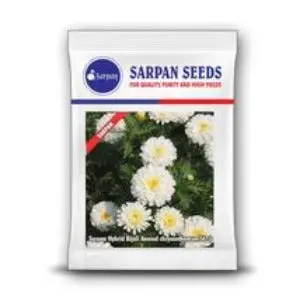 Sarpan Hybrid Chrysanthemum (Bijali White) Seeds 1