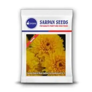 Sarpan Hybrid Chrysanthemum (Bijali Yellow) Seeds 1