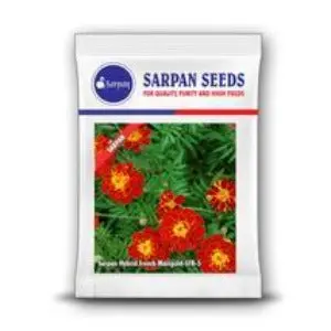 Sarpan Hybrid French Marigold Sfr-5 Red Seeds – Bright Copper-Red Flowers 1