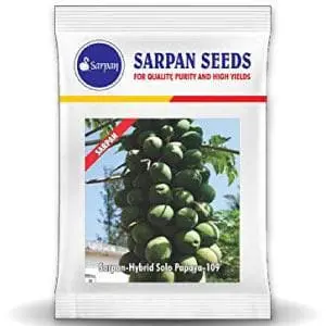 Sarpan Hybrid Papaya Solo-109 Seeds – Sweet & High-Yielding Fruits 1