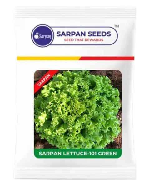 Sarpan Lettuce - 101 Green 1
