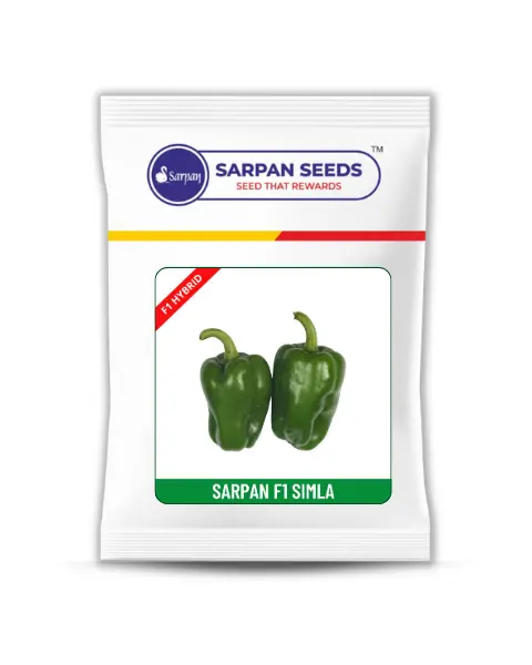 Sarpan Simla (Baby Capsicum) 1