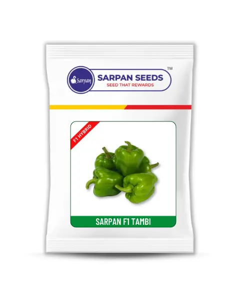 Sarpan Tambi (Baby Capsicum) 1