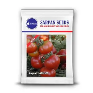 Sarpan Tomato F1 Sth 520 – High Yield, All Season Hybrid Seeds 1