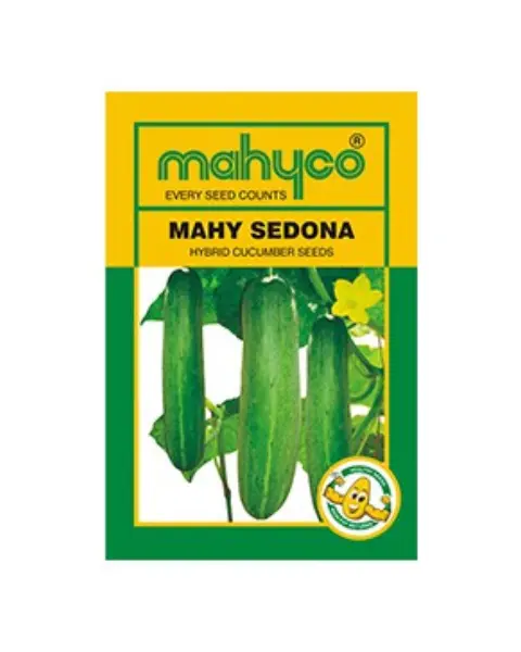 Sedona Hy Cucumber Seeds 1