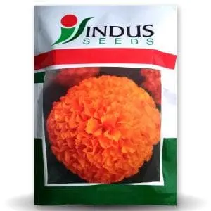 Semi Tall Orange Marigold (10000 Seeds) 1