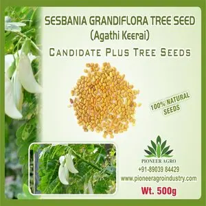 Pioneer Agro Sesbania Grandifora (Agathi) Tree Seed (Red Flower) 1
