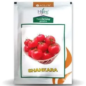 Shankar Tomato ( शंकर टमाटर ) 1