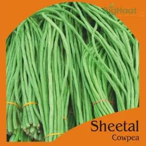 Sheetal Cowpea-Pole (Green) (Op) 1