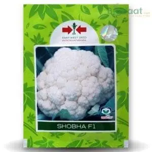Shobha F1 Cauliflower 1