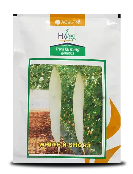 White N Short Snake Gourd F1 1