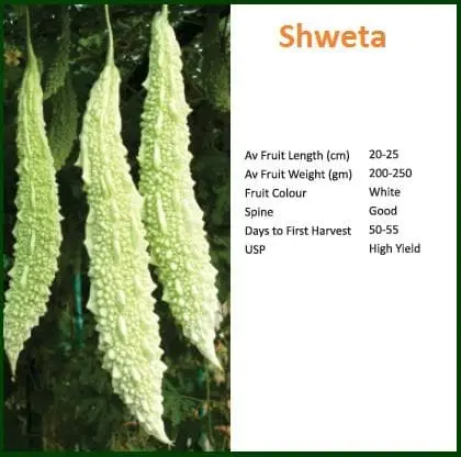 Sweta Bitter Gourd ( स्वेता करेला ) 1
