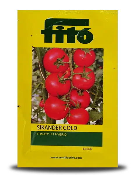 Sikander Gold Tomato Seeds 1