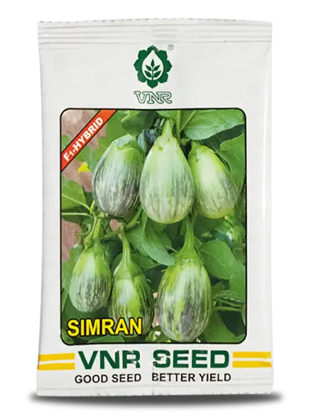 Vnr Simran Brinjal Seeds - F1 Hybrid & High Yielding Potential 1
