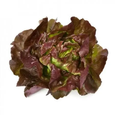 Skyphos Rz (43-15) Lettuce 1