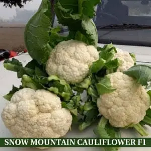Snow Mountain Cauliflower F1 1