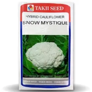Snow Mystique Cauliflower F1 1