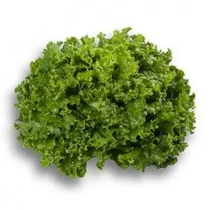 Starfighter Rz (81-85) Green Batavia Lettuce 1