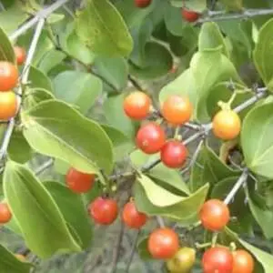 Pioneer Agro Strychnos Nux-(Vomica) 2
