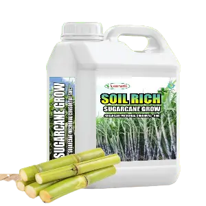 Sugarcane Microbial Consortia (Smc), Bio Fertilizer, Sugarcane Special To Increase Growth And Development 1