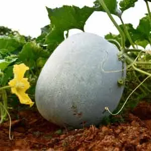 Suguna Wax Gourd 1