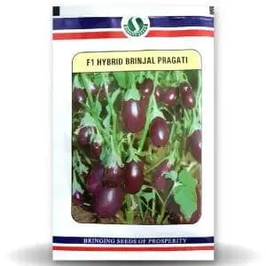 Brinjal Pragati (Chu-Chu) 1
