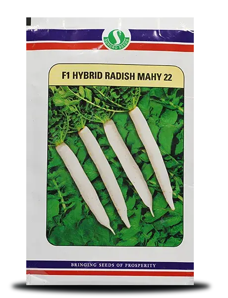 Sungro Mahy 22 Radish ( माहिको 22 मूली ) 1