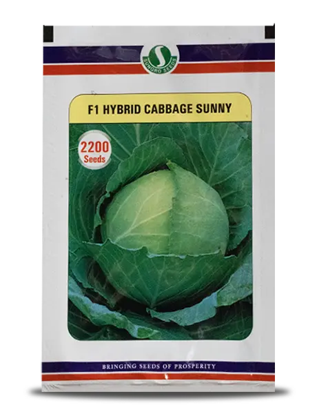 Sungro Sunny Cabbageseeds - Round, Green, Black Rot Tolerant 1
