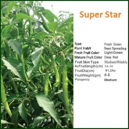 Super Star Chilli 1