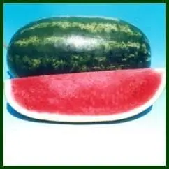 Suprit 2 Water Melon 2