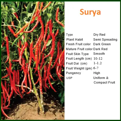 Surya Chilli Seeds 1