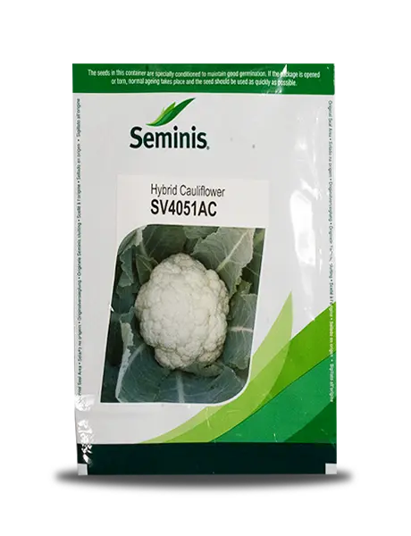 Sv4051ac Cauliflower Seeds 1