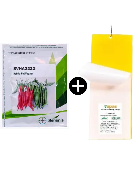 Svha 2222 Chili(10Gms) + Tapas Yellow Sticky Trap 11Cm X 28Cm(Pack Of 10) 1