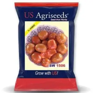 Sw 1506 Hybrid Oval Tomato 1