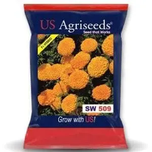Sw 509 Marigold Seeds 1