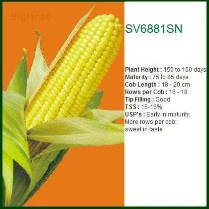 Sv6881sn Sweet Corn 1