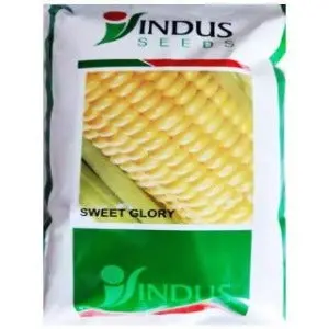 Indus Sweet Corn Sweet Glory Seeds 1