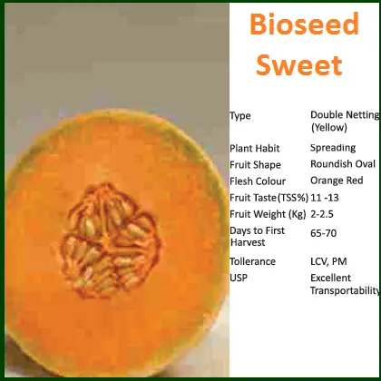 Sweet Muskmelon 1