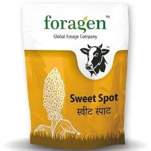 Sweet Spot Sweet Sorghum - High Brix, Juicy Fodder, Dairy Profit 1