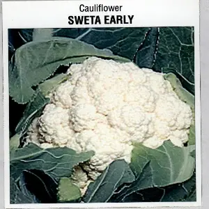 Sweta Early Cauliflower Seeds 1