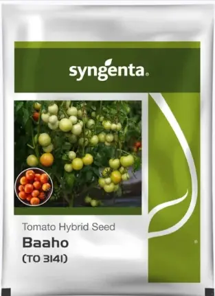 Syngenta Baaho Tomato Seeds (To 3141) 1