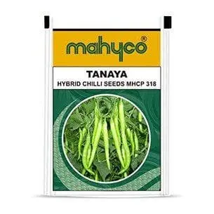 Tanaya (Mhcp-318) Chilli 1