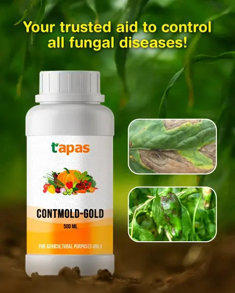 Tapas Contmold Gold Bio Fungicide For Fungal Disease Control In Crops 1