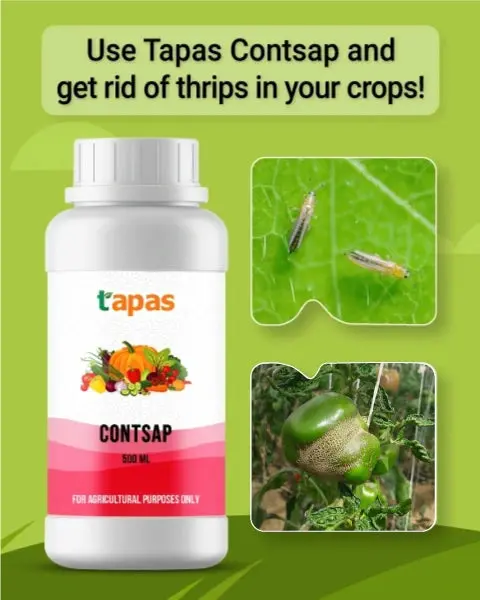 Contsap Bio Insecticide – Organic Thrips Control For Higher Yield (Ipm Suitable) | Tapas 1