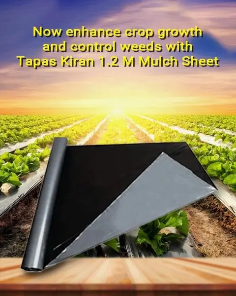 Mulching Sheet– Kiran Mulching Film For Moisture Retention & Weed Control, Black & Silver, 1.2M X 400M | Tapas 1