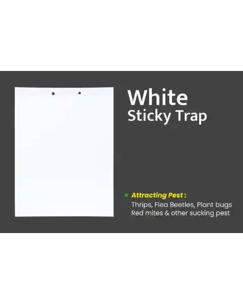 White Sticky Trap For Sucking Insects Like Thrips, Bugs & Beetles 22Cm X 28Cm (Ipm Suitable) | Tapas 1