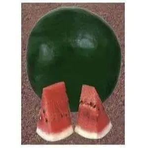 Tejas Watermelon 1