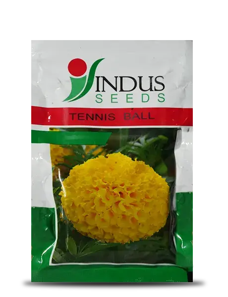 Indus Tennis Ball F1 Hybrid Marigold Seeds 1